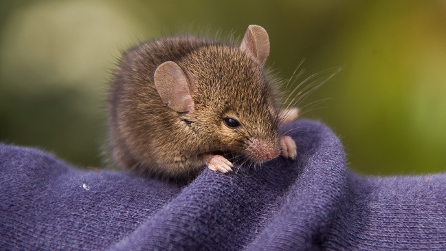 Especies de marsupiales están en riesgo de extinción por hábito sexual suicida Especies de marsupiales están en riesgo de extinción por hábito sexual suicida