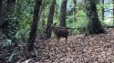 SAG y USS liberaron varios animales tras atenciones médicas