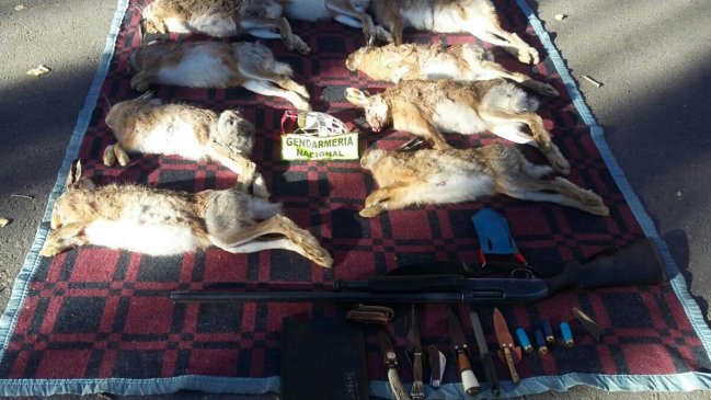 Seis curicanos que cazaban liebres fueron detenidos en suelo argentino