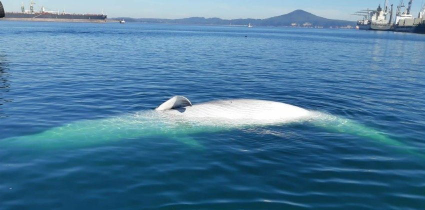 Talcahuano: encuentran ballena muerta flotando en la bahía de San Vicente Talcahuano: encuentran ballena muerta flotando en la bahía de San Vicente