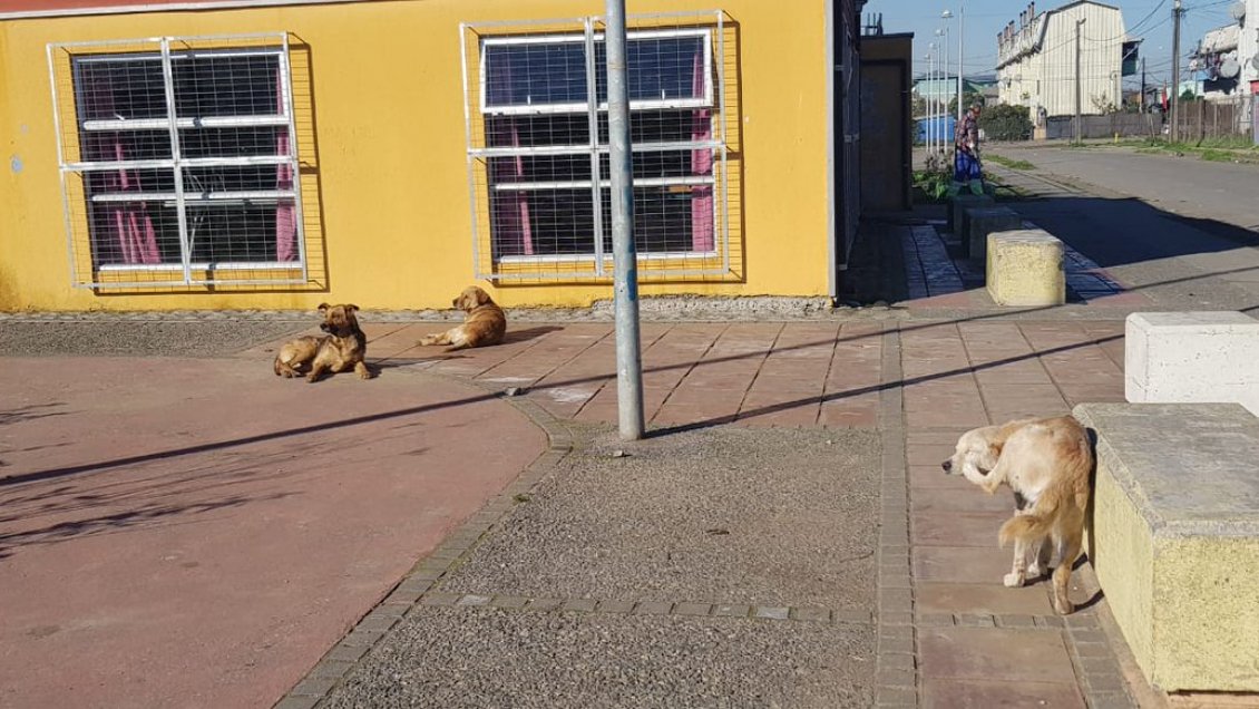 Vecinos de San Pedro de la Paz denuncian ataques constantes de perros callejeros