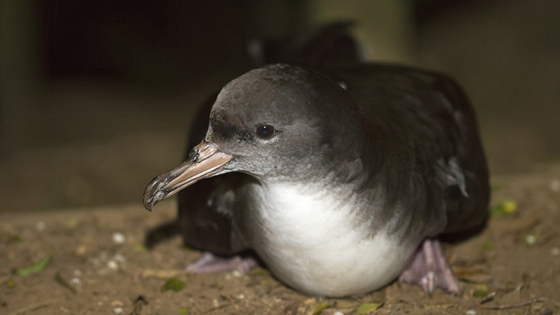 Conaf se querella por matanza de aves protegidas en Isla Mocha Conaf se querella por matanza de aves protegidas en Isla Mocha