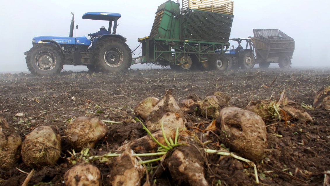Agricultores de La Araucanía respaldaron a productores de remolacha por cierre de Iansa Agricultores de La Araucanía respaldaron a productores de remolacha por cierre de Iansa