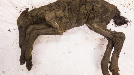   Rusia: Encuentra fósil de caballo de 40.000 mil años de antigüedad 