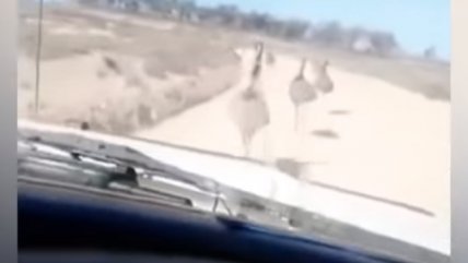   Sujeto atropelló a decenas de emúes y compartió el registro 