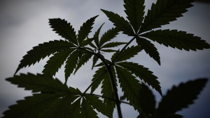   ¿Cómo funcionará Canadá con la legalización de la marihuana? 