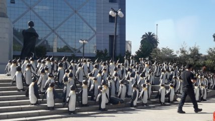   Pingüinos emperador aparecieron en el sector de Plaza Italia 