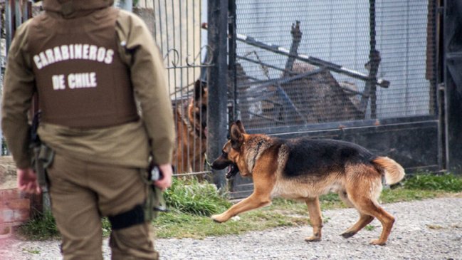 Punta Arenas: Perro escapó de su casa y atacó a tres personas