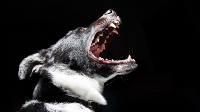 Quilpué: Perro atacó a niño de 12 años cuando transitaba con su papá