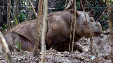  Murió el último ejemplar de rinoceronte macho de Sumatra  