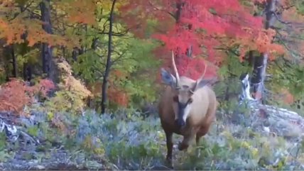   Maravilloso: Captan por primera vez a huemules en el norte de la Patagonia 