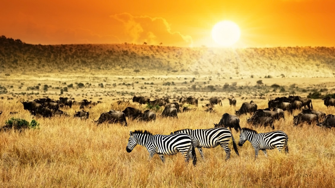 Haz un safari por el parque más salvaje de África Haz un safari por el parque más salvaje de África
