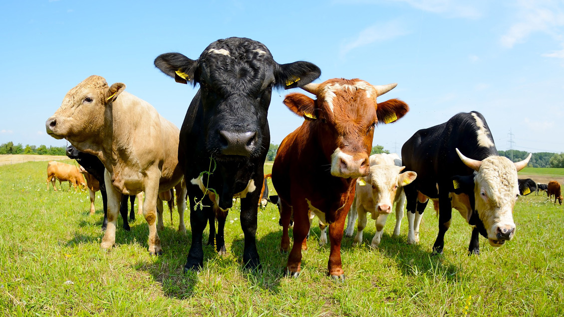 ONU plantea un reto a la humanidad: Comer menos carne para salvar el planeta
