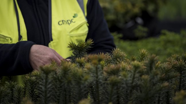 Reforestación: En tres años se han plantado más de 400 mil especies nativas donadas por CMPC Reforestación: En tres años se han plantado más de 400 mil especies nativas donadas por CMPC