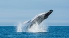 Hablando de...: El aumento de los avistamientos de ballenas en las costas chilenas Hablando de...: El aumento de los avistamientos de ballenas en las costas chilenas