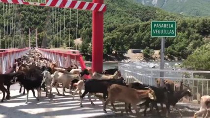  Ganado condenado por la sequía llegó al Ñuble  