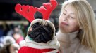 Con sus mejores trajes, perros Pug asisten a particular fiesta Con sus mejores trajes, perros Pug asisten a particular fiesta