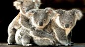 Australia lanza desde helicópteros comida a animales afectados por incendios Australia lanza desde helicópteros comida a animales afectados por incendios