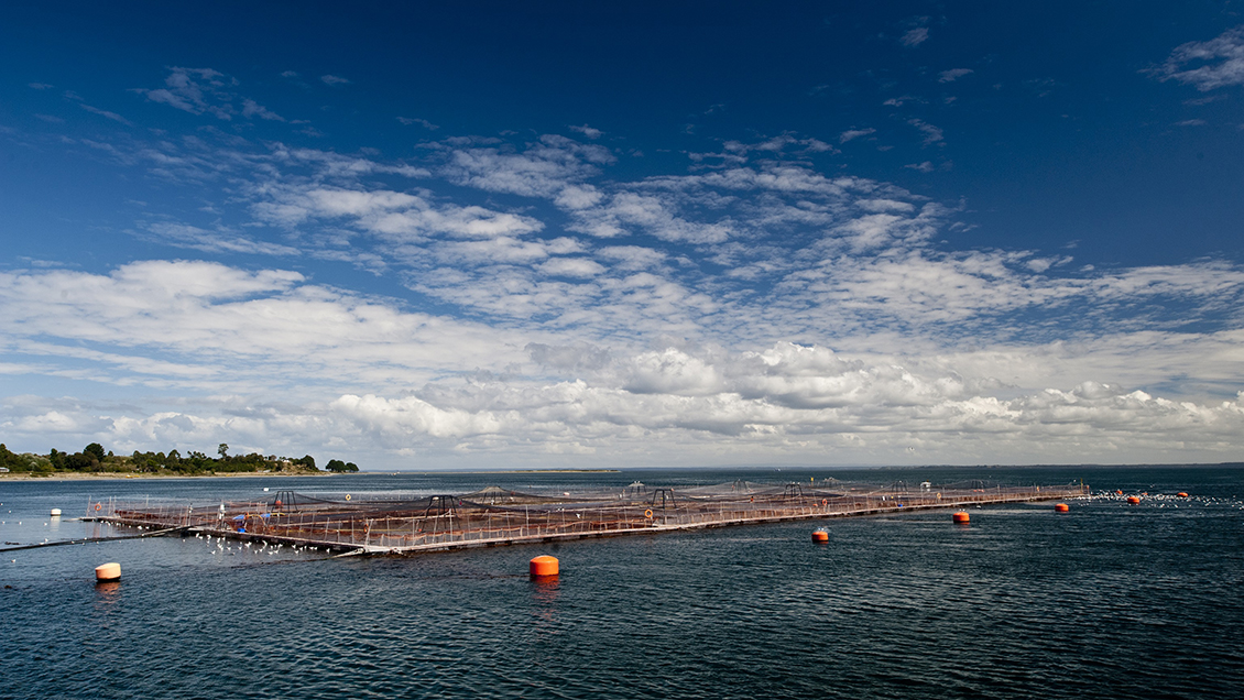Salmoneras de Los Lagos desdramatizan suspensión de exportaciones a China