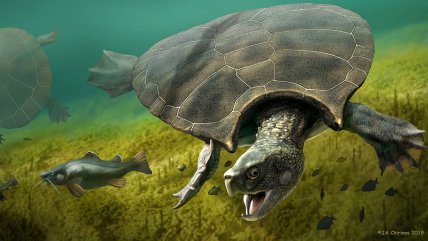  Gigantesca tortuga prehistórica tenía cuernos en el caparazón  