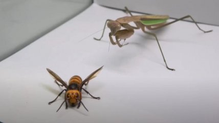 Viralizan ataque de mantis a un 