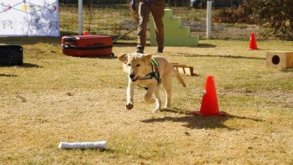  Con aporte privado, SAG sumó 10 nuevos perros a su brigada canina  