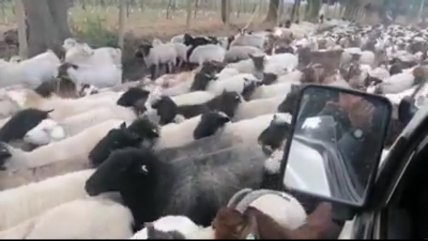  Niño impactado con arreo en Río Claro  