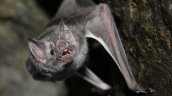 Expertos encontraron cientos de nuevos coronavirus en murciélagos chinos Expertos encontraron cientos de nuevos coronavirus en murciélagos chinos