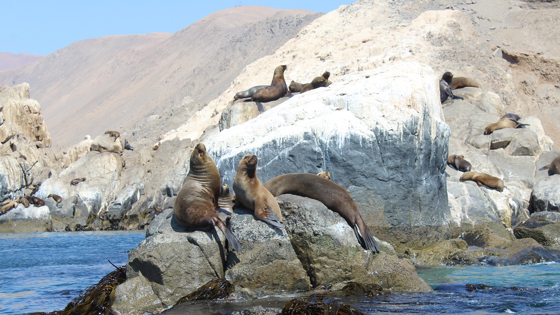 Buscan crear área de conservación marina en Pisagua Buscan crear área de conservación marina en Pisagua