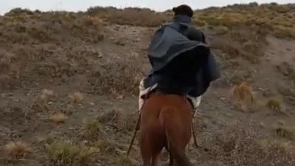   Arrieros desafían a los vientos cordilleranos para proteger a sus animales 