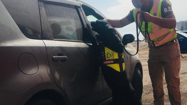 Can antidrogas imparable: Volvió a delatar a sujetos que hacían 