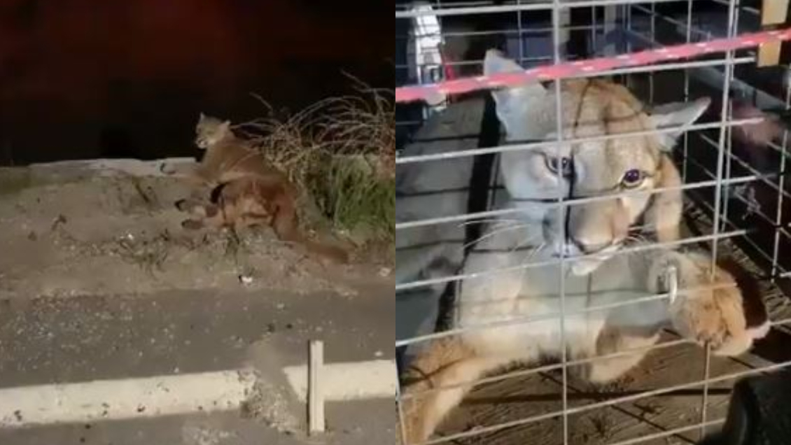 Rescatan a puma atropellado en la Cuesta Las Chilcas de Ruta 5 Rescatan a puma atropellado en la Cuesta Las Chilcas de Ruta 5