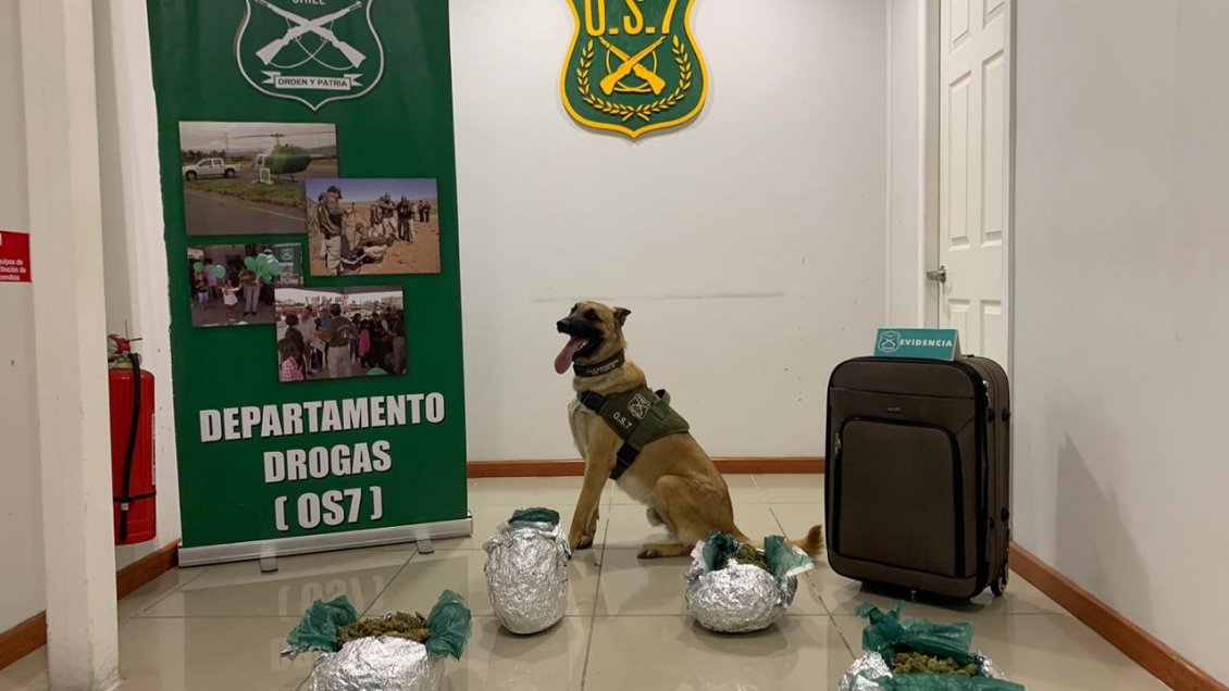 Sujeto llevaba más de nueve mil dosis de marihuana en una maleta