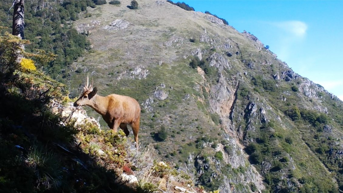 Nuevos avistamientos de huemules en cuenca del río Puelo Nuevos avistamientos de huemules en cuenca del río Puelo