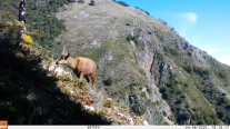 Río Puelo: Nuevos hallazgos de huemules potencian acciones para de conservación Río Puelo: Nuevos hallazgos de huemules potencian acciones para de conservación