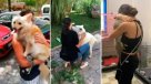 Beirut: Los emotivos reencuentros con mascotas tras explosión Beirut: Los emotivos reencuentros con mascotas tras explosión