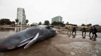 Devuelven al mar a cachalote varado en las costas de Arica Devuelven al mar a cachalote varado en las costas de Arica