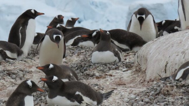 Los pingüinos se originaron en Nueva Zelanda y no en la Antártida, según estudio Los pingüinos se originaron en Nueva Zelanda y no en la Antártida, según estudio