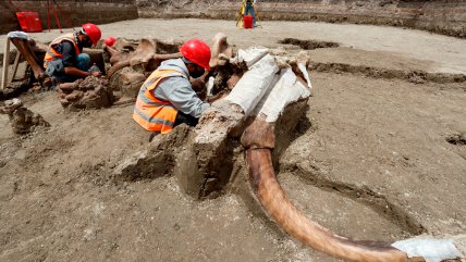  Cerca de 200 mamuts han sido encontrados en futuro aeropuerto de México  