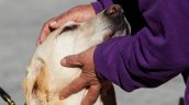 Misteriosa y masiva mortandad de mascotas y aves silvestres afecta a comuna del Biobío Misteriosa y masiva mortandad de mascotas y aves silvestres afecta a comuna del Biobío
