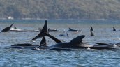 Aumentan a más de 470 las ballenas varadas en el sur de Australia Aumentan a más de 470 las ballenas varadas en el sur de Australia