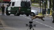 Capturan a puma cachorro mientras intentan atrapar a su madre Capturan a puma cachorro mientras intentan atrapar a su madre