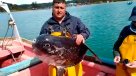 Pescadores chilenos rescataron a un hermoso pez luna y decidieron devolverlo al mar Pescadores chilenos rescataron a un hermoso pez luna y decidieron devolverlo al mar