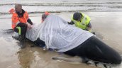 Ballenas varadas en Australia: 380 han muerto y 70 han sido rescatadas Ballenas varadas en Australia: 380 han muerto y 70 han sido rescatadas