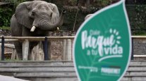 Zoológico del Parque Metropolitano reabrió sus puertas al público Zoológico del Parque Metropolitano reabrió sus puertas al público