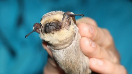   El diminuto mamífero volador de Galápagos que tiene de cabeza a los científicos 