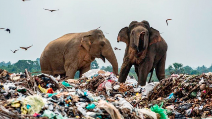   Captan a elefantes alimentándose de basural en Sri Lanka 