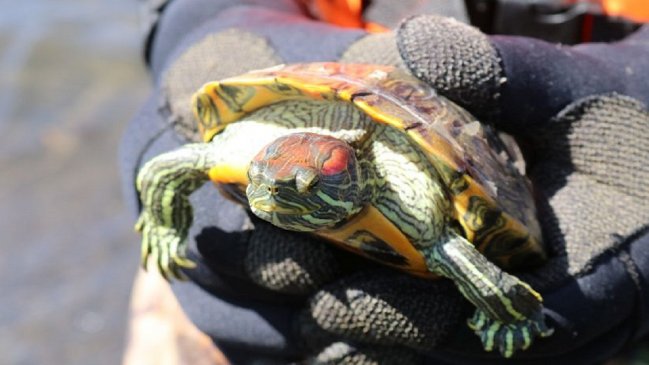 Sacrificarán a tortugas orejas rojas introducidas a humedal de San Pedro de la Paz Sacrificarán a tortugas orejas rojas introducidas a humedal de San Pedro de la Paz