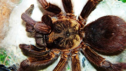   Australiano dejó vivir a araña en su casa por un año y mostró el impresionante resultado 