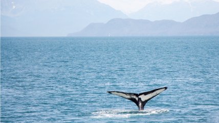   Congreso Futuro: ¿Dónde van las ballenas durante el invierno? 